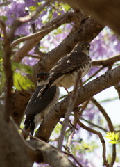 Accipiter minullus