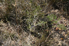 Asparagus lignosus