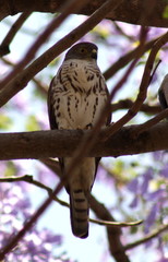 Accipiter minullus