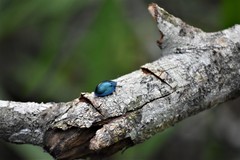 Cyrtonota thalassina