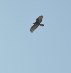 Pernis ptilorhynchus