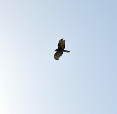 Pernis ptilorhynchus