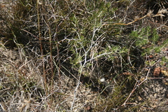 Asparagus lignosus