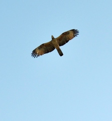 Pernis ptilorhynchus