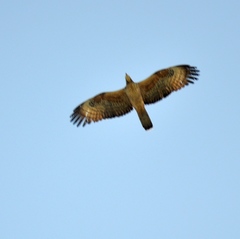 Pernis ptilorhynchus