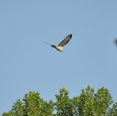 Pernis ptilorhynchus