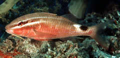 Rosy Goatfish photo 2