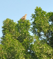 Pernis ptilorhynchus