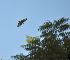 Pernis ptilorhynchus