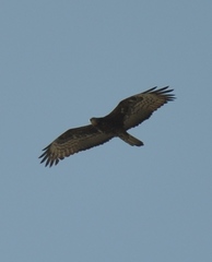 Pernis ptilorhynchus