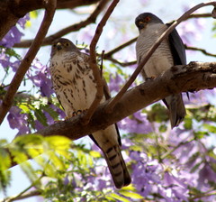 Accipiter minullus