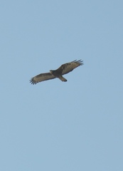 Pernis ptilorhynchus