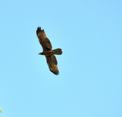 Pernis ptilorhynchus