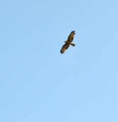 Pernis ptilorhynchus