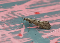 Glyphopsyche irrorata