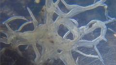 Enchytraeus buchholzi