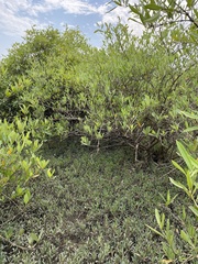Hilairanthus germinans image