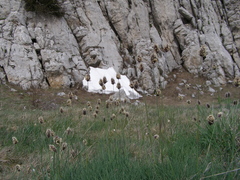 Alopecurus vaginatus