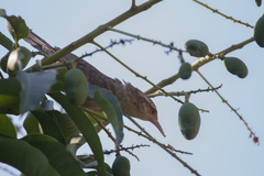 Campylorhynchus turdinus