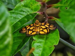 Odina hieroglyphica ortina