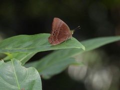 Abisara saturata