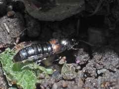 Aleochara bipustulata