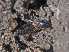 Aleochara bipustulata