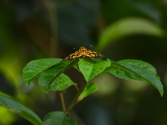 Odina hieroglyphica ortina