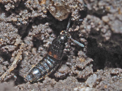 Aleochara bipustulata