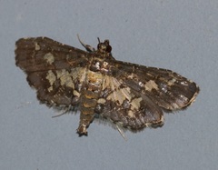 Eurrhyparodes bracteolalis