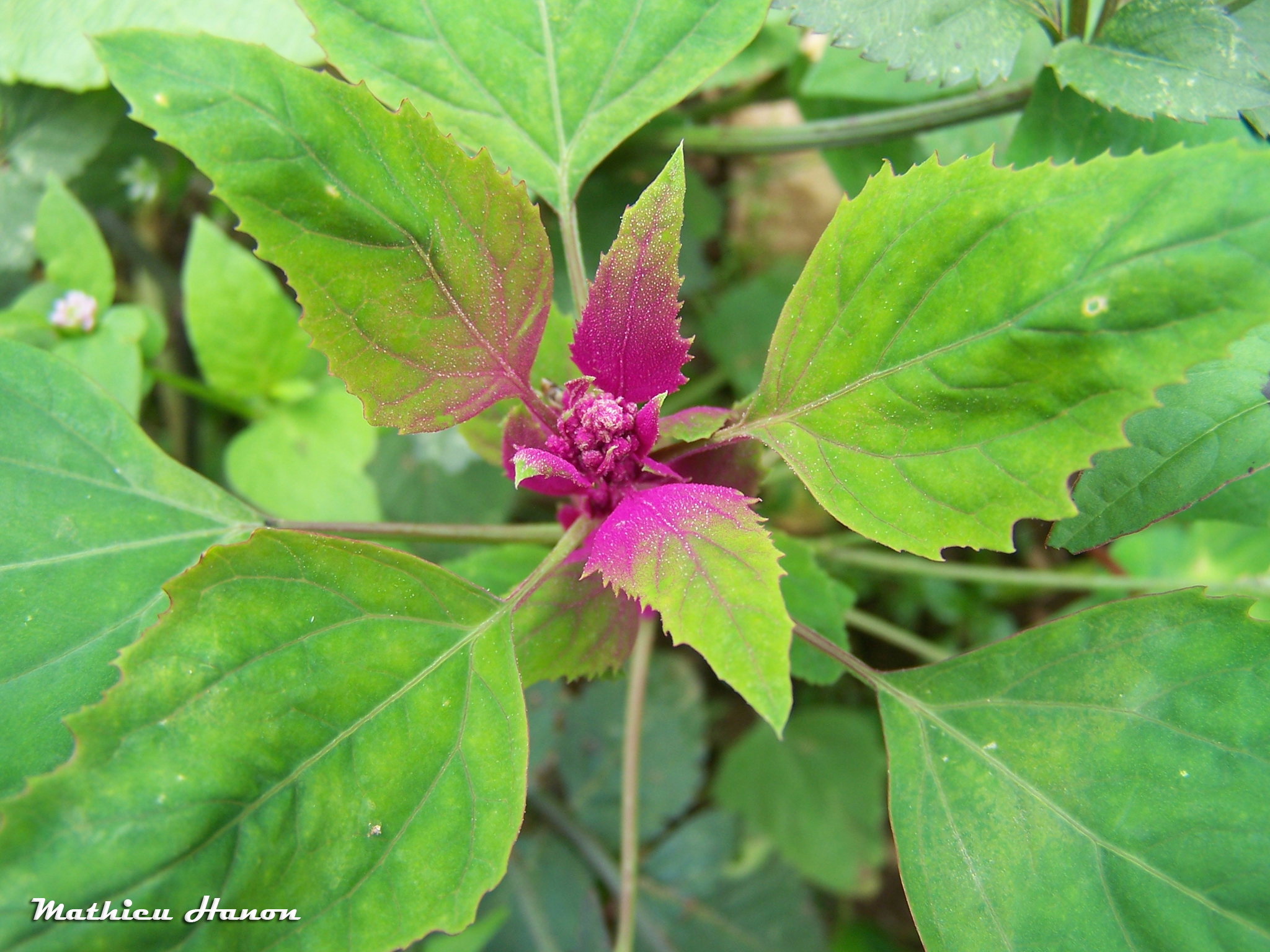 Chenopodium giganteum — ảnh 3