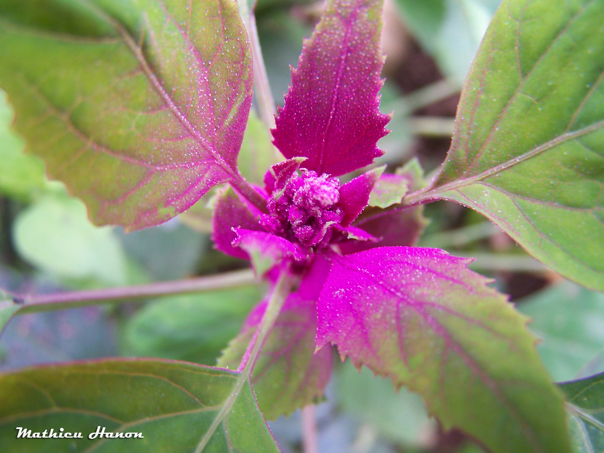 Chenopodium giganteum — ảnh 2