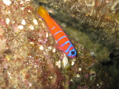 Lythrypnus dalli