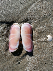 Solecurtus strigilatus