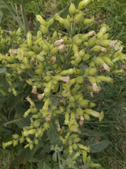 Nicotiana rustica
