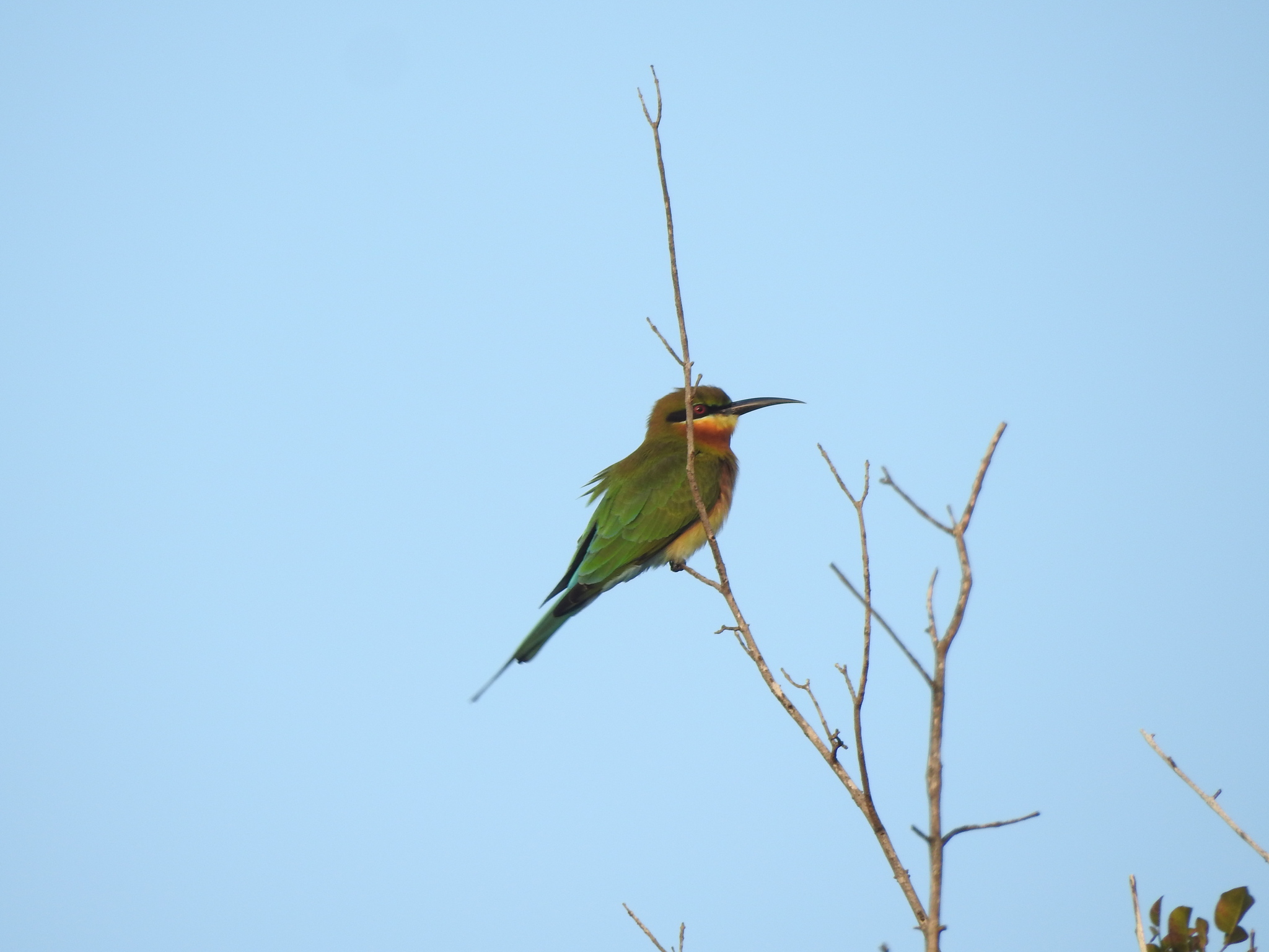Blue-tailed Bee-eater