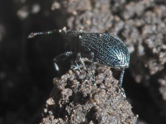 Stenopterapion meliloti