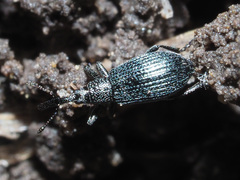 Stenopterapion meliloti