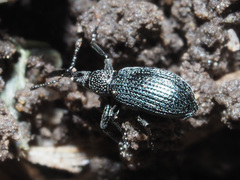 Stenopterapion meliloti