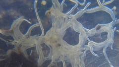 Enchytraeus buchholzi