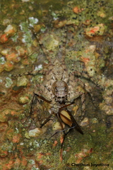Phaeacius