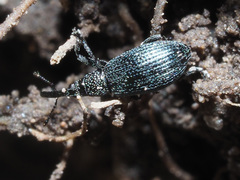 Stenopterapion meliloti