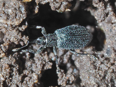 Stenopterapion meliloti