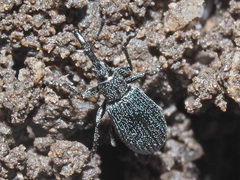 Stenopterapion meliloti
