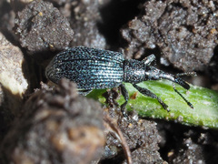 Stenopterapion meliloti