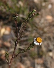 Cymbopappus adenosolen