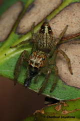 Colopsus