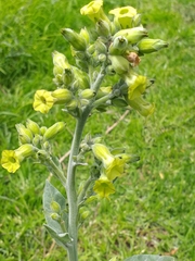 Nicotiana rustica