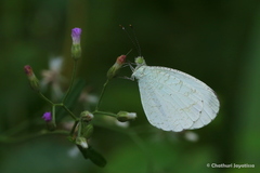 Leptosia nina