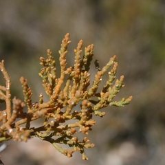 Hagnothesium